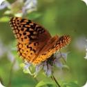 300x300-butterfly-5655-200x200