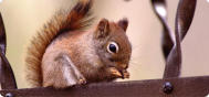 Squirrel_Appreciation