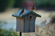 Eastern Bluebirds on Nesting Box