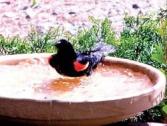 Red-winged Blackbird bath