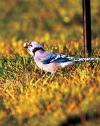 Blue Jay w pnut JRC 3 c