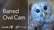 Barred Owl Cam