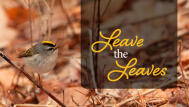 Leave the leaves