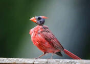 Molting