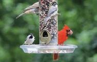 summer feeding